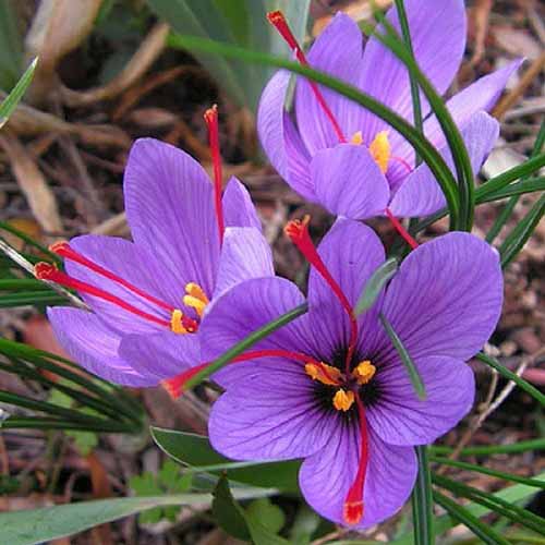 A close up square image of the purple flowers of saffron aka autumn crocus growing in the garden.