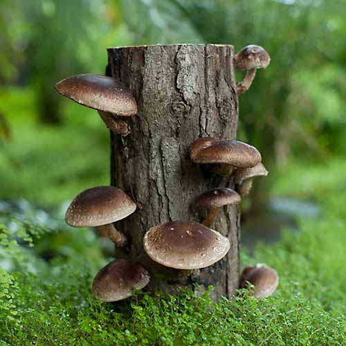A close up square image of a shiitake mushroom log pictured on a green soft focus background.