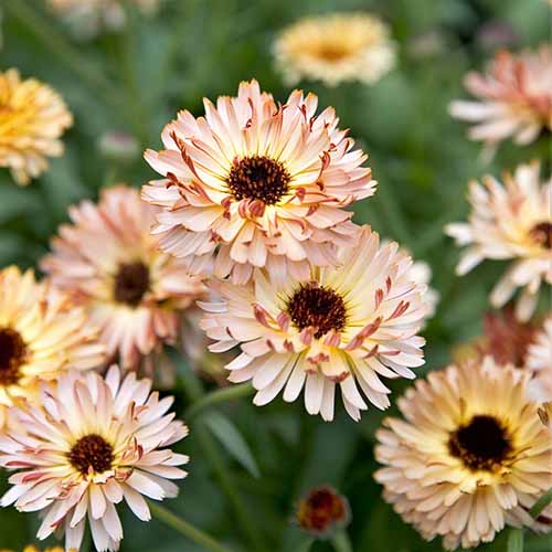 A square image of &lsquo;Sunset Buff&rsquo; calendula flowers growing in the garden pictured on a soft focus background.