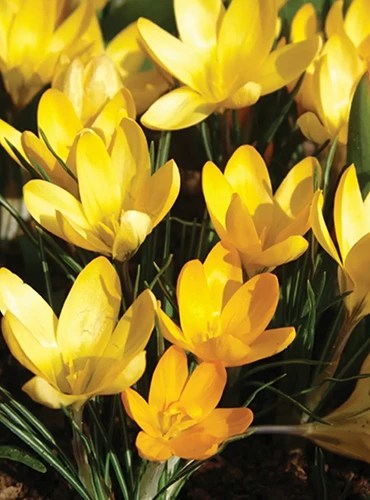 A close up vertical image of &lsquo;Yellow Mammoth&rsquo; Crocus flowers growing in the garden.