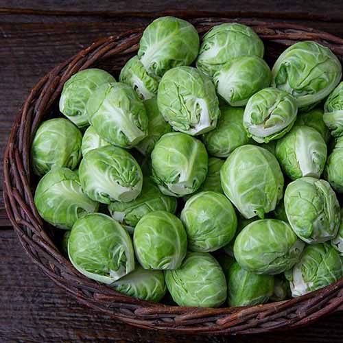 A close up square image of a wicker basket full of &lsquo;Dagan&rsquo; brussels sprouts set on a wooden surface.