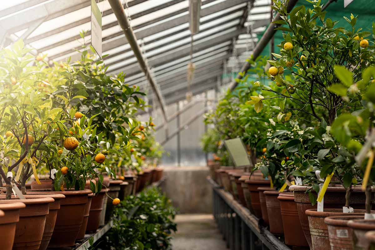 How to Grow Fruit Trees in a Greenhouse Gardener’s Path