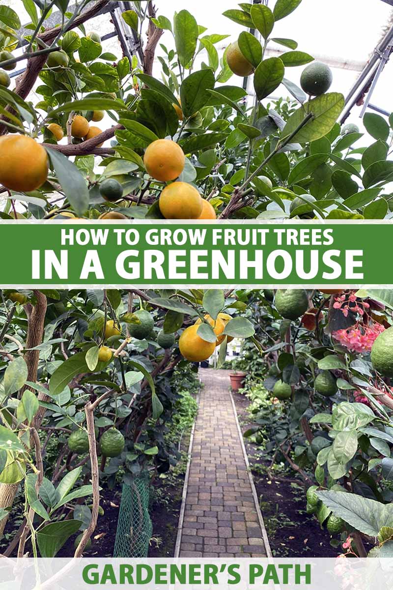 Develop Fruit Timber in a Greenhouse