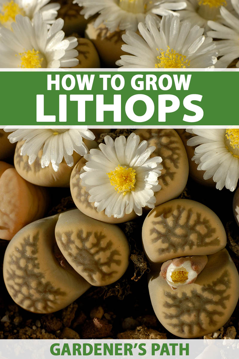 A close up vertical image of living stone plants with yellow and white blooms growing in a container. To the top and bottom of the frame is green and white printed text.