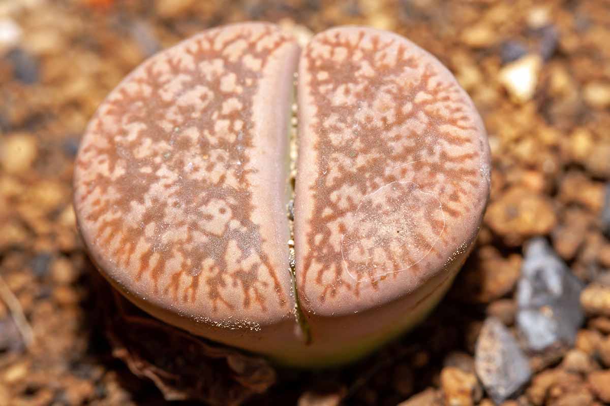 A close up horizontal image of a lithops plant seen from above, showing the patterned &ldquo;face.&quot;