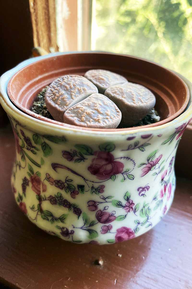 A vertical image of two living stone plants growing in a decorative pot set on a wooden surface by a window.