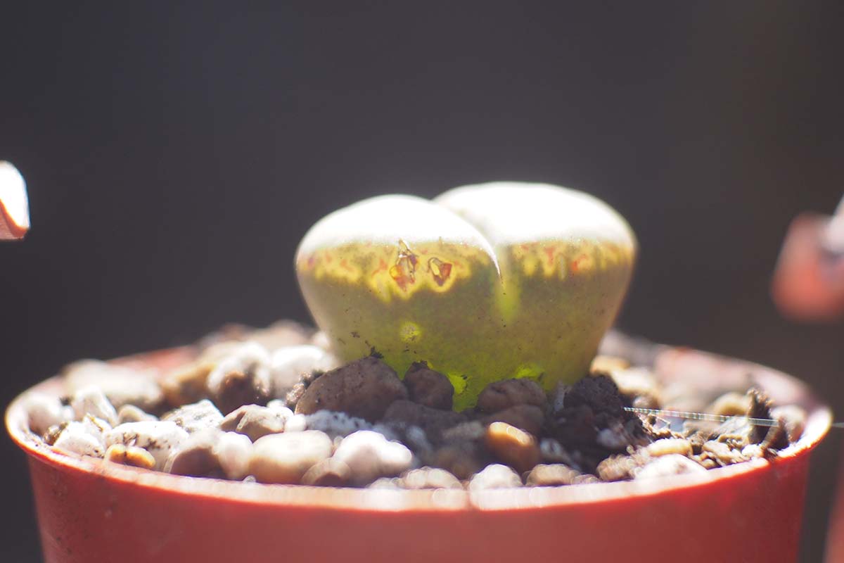A close up horizontal image of the side view of a lithops succulent, demonstrating how light enters the &ldquo;windows&rdquo; of the plant.