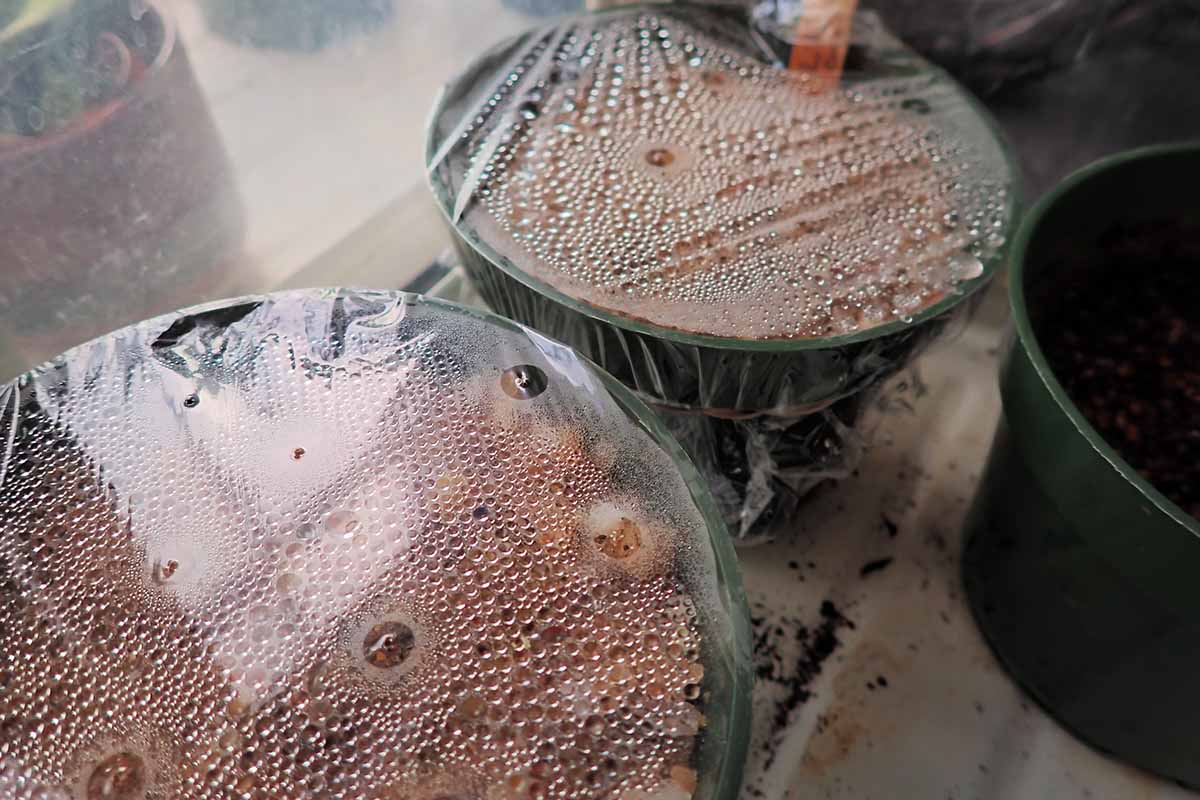 A close up horizontal image of pots with cling wrap covers set on a windowsill.