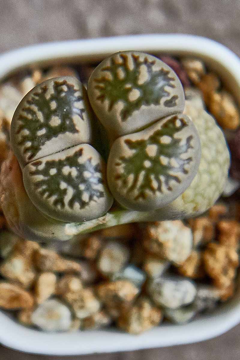 A close up vertical image of living stones growing in a small ceramic pot indoors, pictured from above.