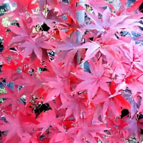 A close up square image of the foliage of a &lsquo;Red Emperor&rsquo; Japanese maple tree.