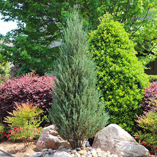 A square photo of a Skyrocket juniper shrub surrounded by rocks. In the background are several other landscape shrubs and a flowering pink shrub as well.