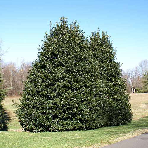 A close up square image of two large American holly trees growing by the side of a foothpath.