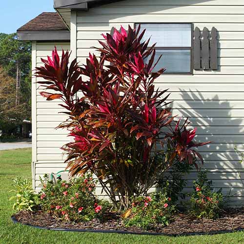 A square image of a red ‘Florica’ ti plant and some adjacent tender perennials in an outdoor planting bed, all in front of a white-walled ranch house.