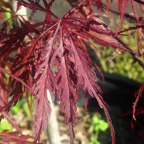 A close up square image of the red foliage of &lsquo;Inaba Shindare&rsquo; weeping Japanese maple.