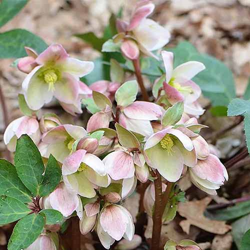 A square image of the flowers of &lsquo;Ivory Prince&rsquo; hellebore cultivar.
