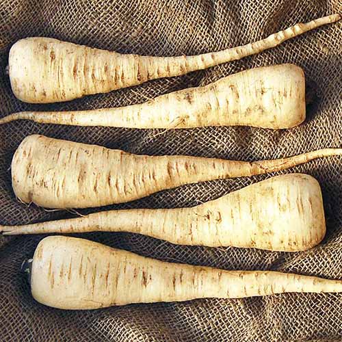 A square image of five &lsquo;Lancer&rsquo; parsnips set on a burlap fabric.