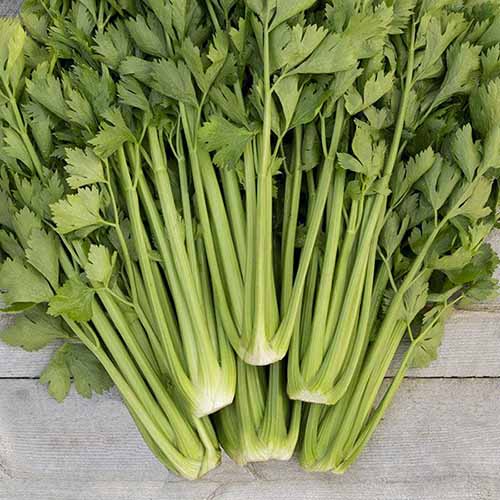 A square image of freshly harvested and cleaned &lsquo;Tango&rsquo; celery set on a wooden surface.
