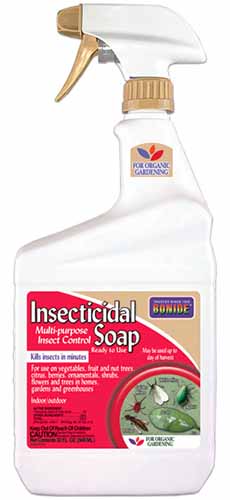 A vertical image of a red, gold, and white bottle of Bonide&rsquo;s insecticidal soap placed in front of a white background.