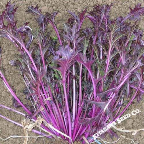 A close up of freshly harvested ‘Central Red’ mizuna set on the ground outdoors.