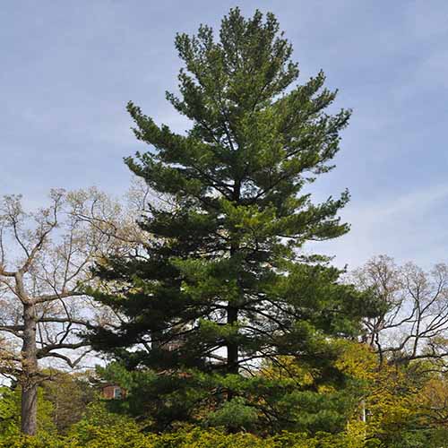 A square image of an eastern white pine growing wild.