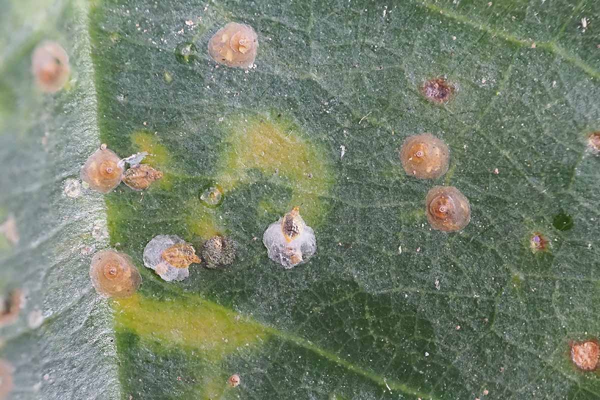 A horizontal image of several mango scale, aka Aulacaspis tubercularis, attached to a green leaf.