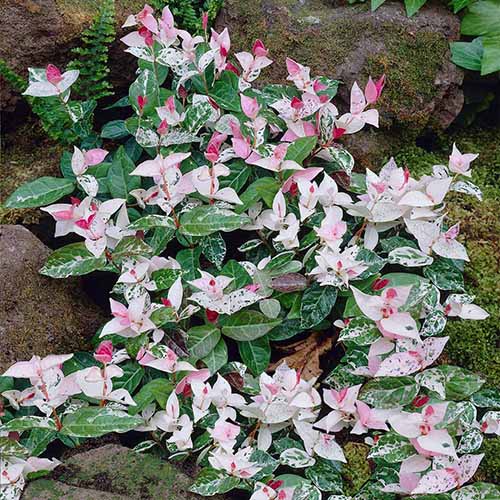 A close up square image of the variegated foliage of Snow-N-Summer Asiatic jasmine growing in the garden.
