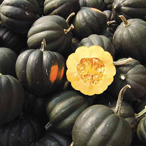A close up of a pile of ‘Sweet Reba’ winter squash.