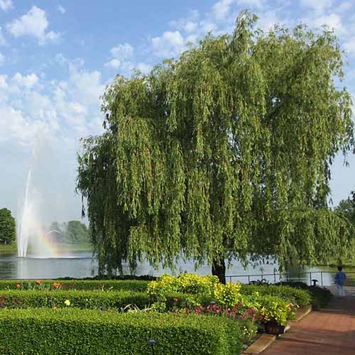A square image of a large weeping willow growing in a formal garden next to a lake.