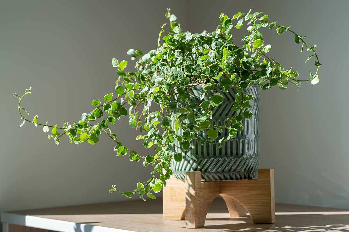 A horizontal shot of a creeping ficus plant in a gray and white pot on a wooden stand, sitting in the sunlight.