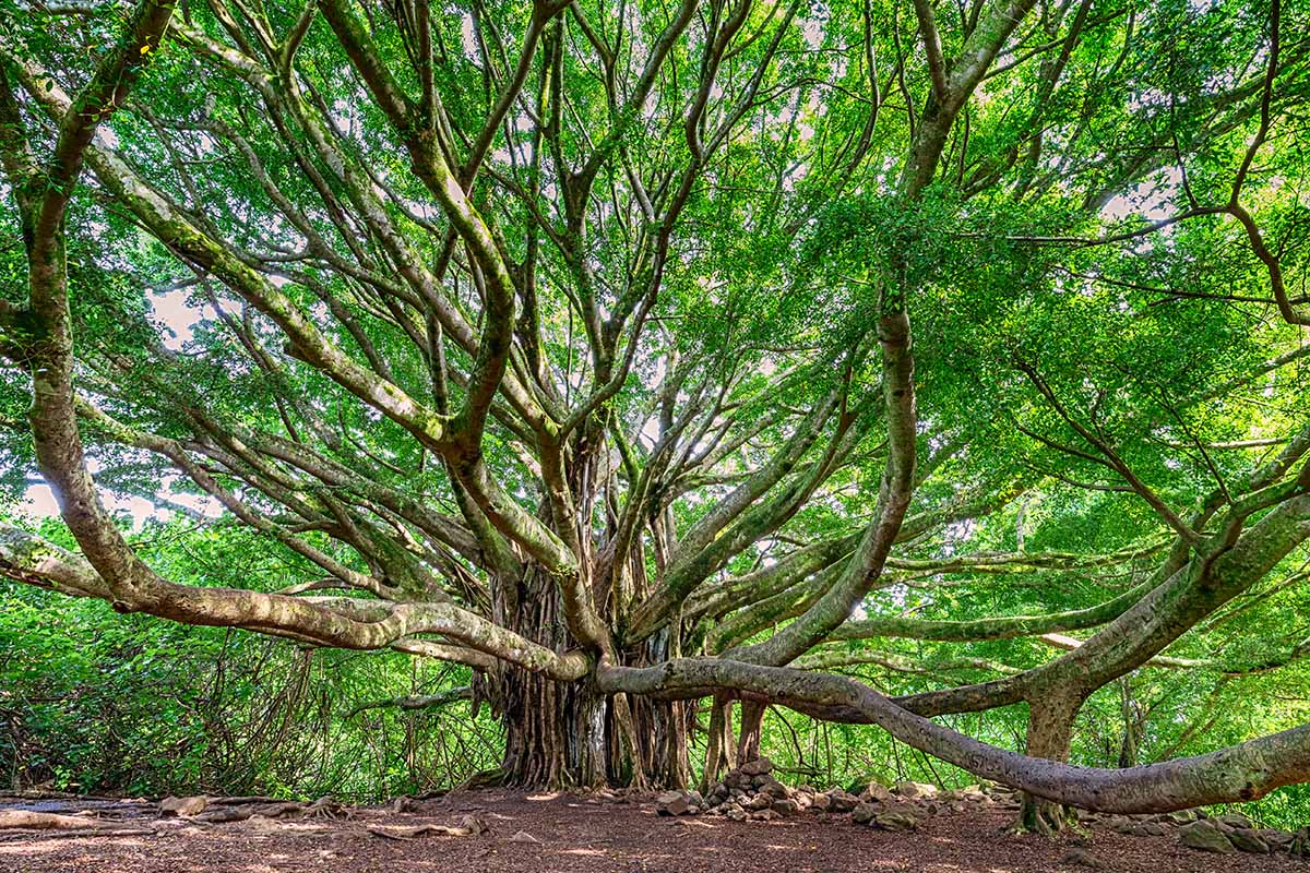A horizontal shot of a large banyan tree with reaching branches along the side of the road.