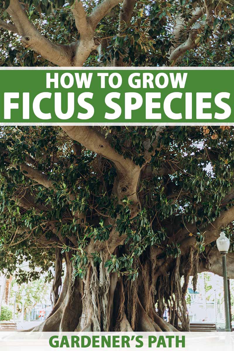 A vertical shot of a large ficus tree with twisting branches reaching downward. Green and white text span the center and bottom of the frame.
