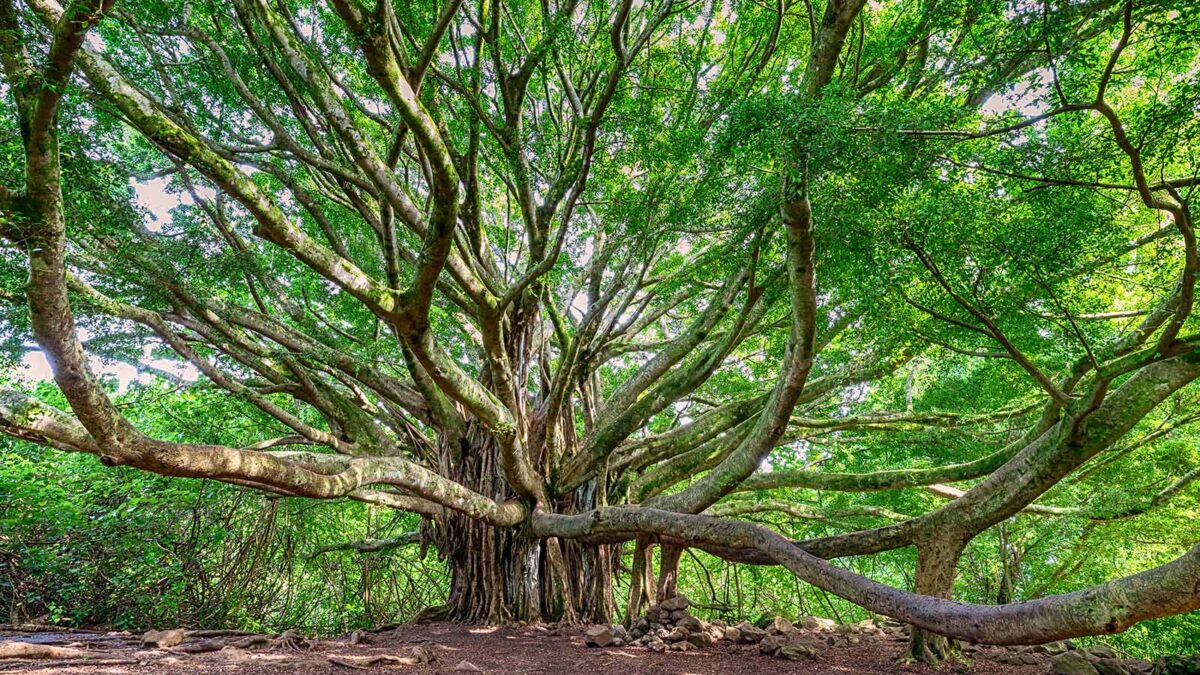 A horizontal shot of a large banyan tree with reaching branches along the side of the road.