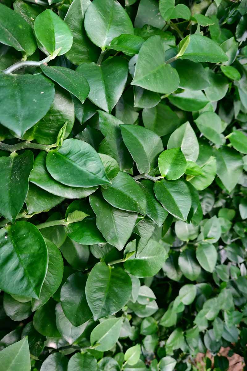 A vertical close up shot of a trailing ficus plant with dark green, shiny leaves.
