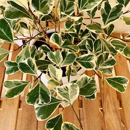 A square shot of a variegated triangular fig plant from above as it sits on a slatted wooden table.
