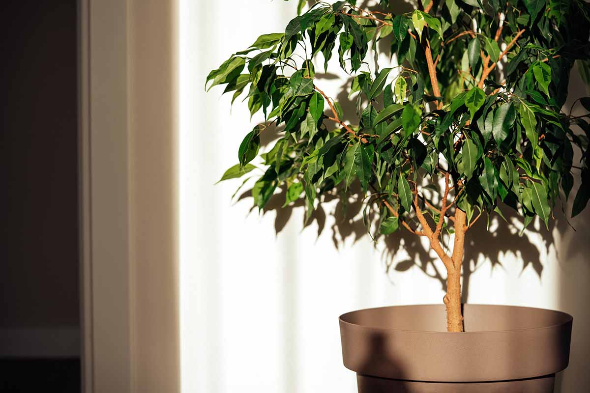 A horizontal side shot of a weeping fig growing in a pot in indirect light inside.