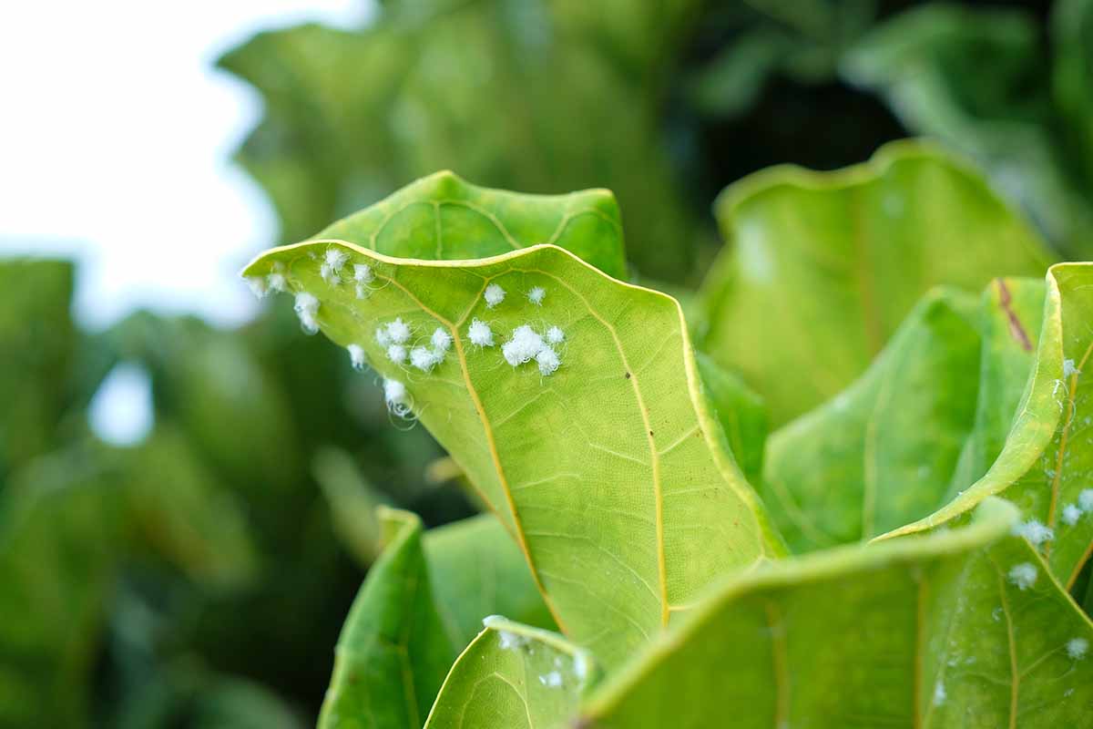 A horizontal close up shot of wooly aphids growing on the underside of a fiddle-leaf fig leaf.