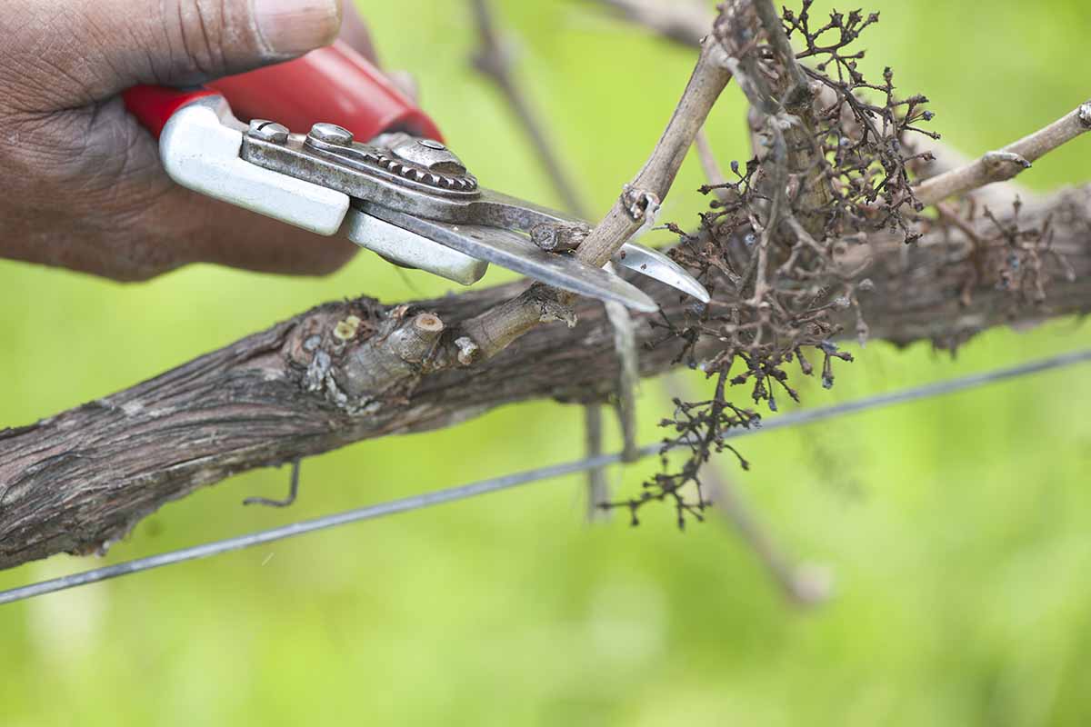 A close up horizontal image of a hand from the left of the frame using a pair of pruners to snip the branches of a shrub.