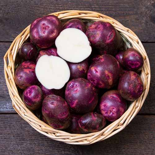 A square image of a wicker basket filled with ‘Purple Viking’ potatoes with one sliced in half to show the white flesh inside.