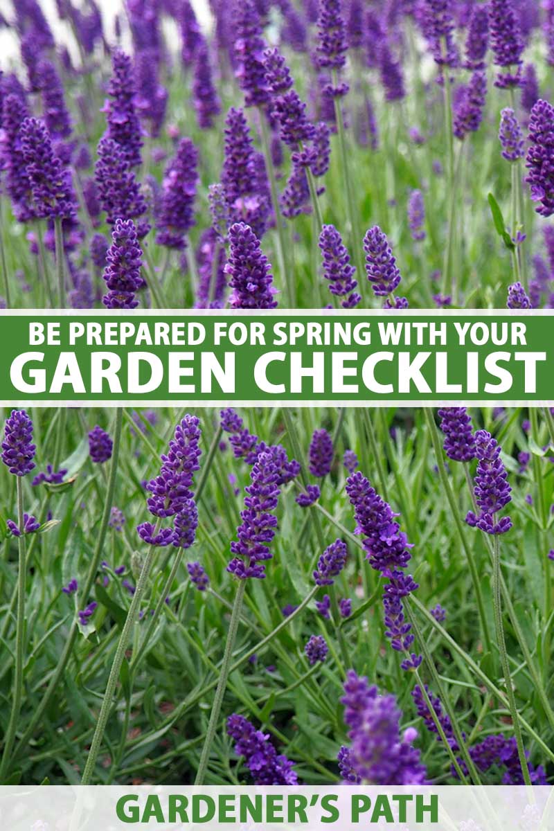 A close up vertical image of lavender flowers growing in the spring garden. To the center and bottom of the frame is green and white printed text.