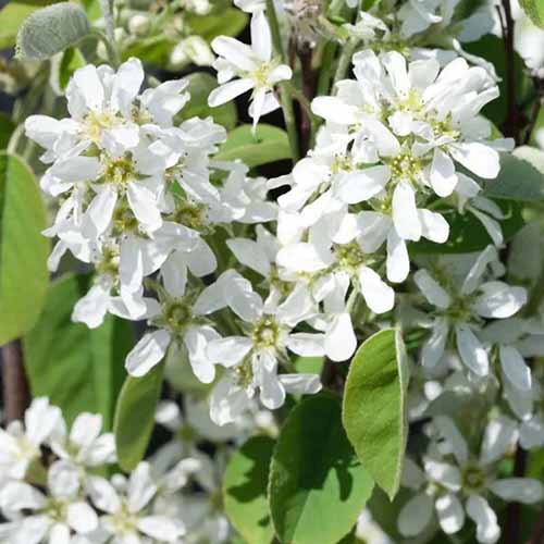 A close up square image of the flowers of Amelanchier alnifolia growing in the garden in spring.