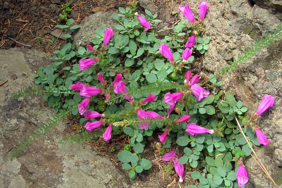 A horizontal photo of a Rupicola penstemon plant growing amongst large stones.