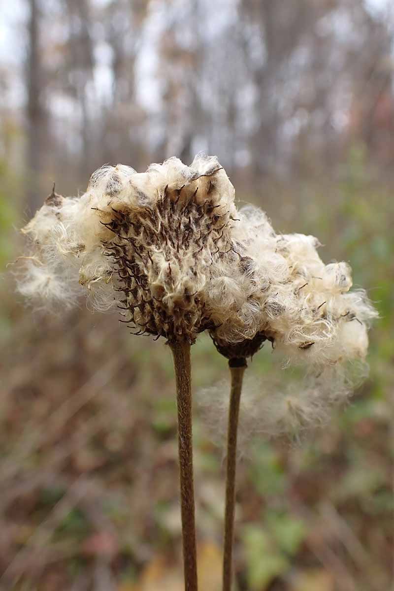 A close up vertical image of the soft fluffy seeds of thimbleweed (Anemone virginiana) dispersing, pictured on a soft focus background.