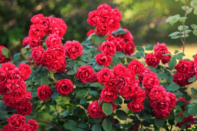 33 of the Best Red Rose Varieties to Grow at Home