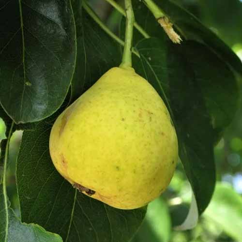 A square image of a single &lsquo;Orient&rsquo; pear with foliage in soft focus background.