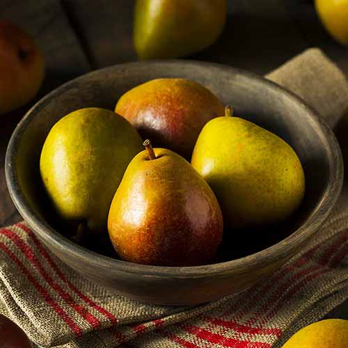 A square image of &lsquo;Seckel&rsquo; pears in a wooden bowl on a table.