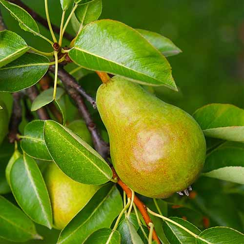 A square image of a &lsquo;Warren&rsquo; pear growing on the tree pictured on a soft focus background.
