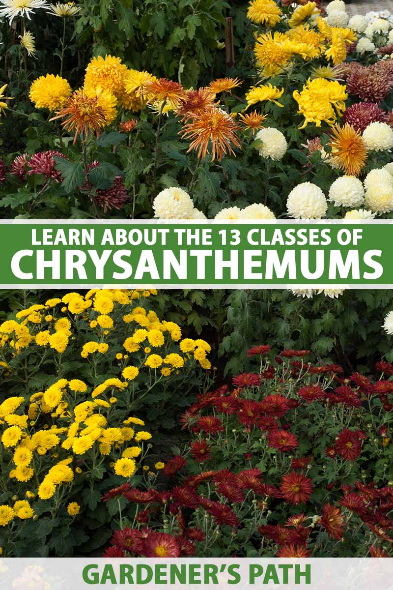 A vertical image of different types of chrysanthemums growing in the garden. To the center and bottom of the frame is green and white printed text.