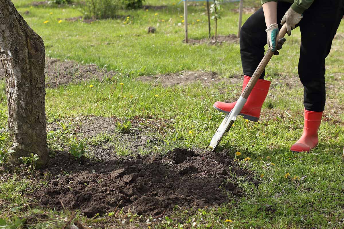 A horizontal photo of a gardener with red boots and a shovel digging around a tree.