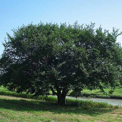 A close up square image of a Prairie Expedition elm growing by the side of a river.