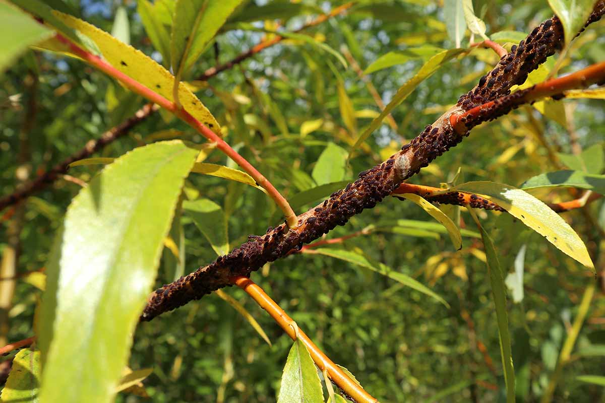 A horizontal photo of aphids infesting a willow branch.